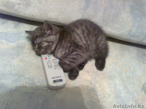 Котёнок Британский короткошерстный - Изображение #2, Объявление #486543