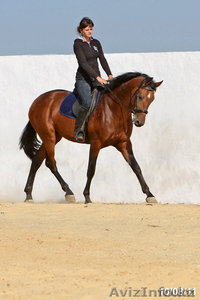 лошадь на продажу, жеребчик МОЛИБДЕН 2009г.р. - Изображение #1, Объявление #500576