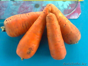 реализуем картофель, морковь, свеклу, капусту, капусту квашенную! урож - Изображение #2, Объявление #520215