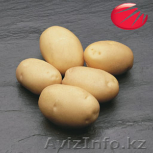 Семена овощей и картофеля - Изображение #6, Объявление #597607