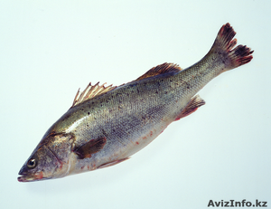 Замороженная рыба из озера Зайсан - Изображение #1, Объявление #561928