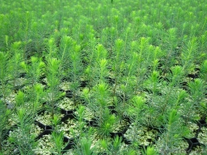 Хвойные сеянцы с ЗКС