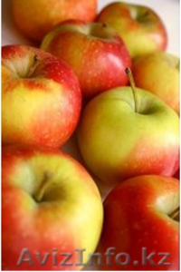 Прямые поставки яблок из Польши - Изображение #1, Объявление #600478