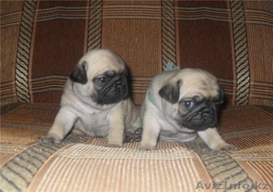 Щенки Мопса от Чемпиона Казахстана