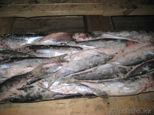свежемороженая рыба оптом,морепродукты с ДВ ,продам рыбу морскую - Изображение #1, Объявление #619330