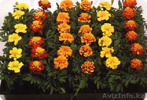 Продам рассаду однолетних цветов - Изображение #4, Объявление #670834