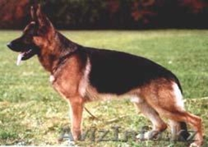 Щенки немецкой овчарки. Отец из германии,  мать внучка из лучшего питомника немец