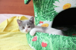 ПРОДАМ Британских плюшевых котят - Изображение #2, Объявление #734814