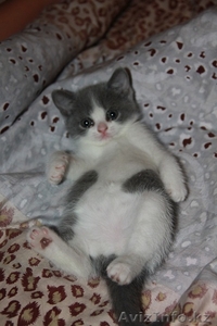 ПРОДАМ Британских плюшевых котят - Изображение #3, Объявление #734814
