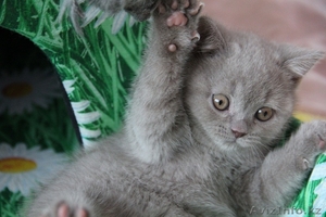 ПРОДАМ Британских плюшевых котят - Изображение #5, Объявление #734814