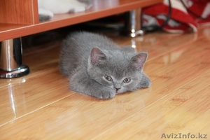 ПРОДАМ Британских плюшевых котят - Изображение #4, Объявление #734814