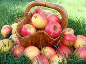 Продаю яблоки-горные оптом  - Изображение #1, Объявление #730269
