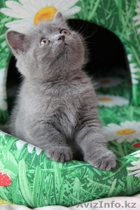 ПРОДАМ Британских плюшевых котят - Изображение #1, Объявление #734814