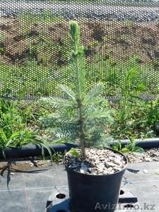 Хвойные саженцы с закрытой корневой системой