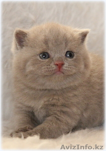 британские котята - Изображение #1, Объявление #786953