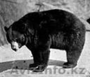 Продаём двух уссурийских белогрудых (гималайских) медведей - Изображение #2, Объявление #803735