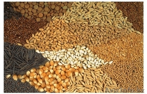 высокоурожайные импортные яровые семена - Изображение #1, Объявление #807445