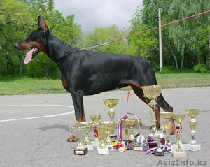 Продам щенка Добермана от ИнтерЧемпионов, РКФ - Изображение #4, Объявление #804799