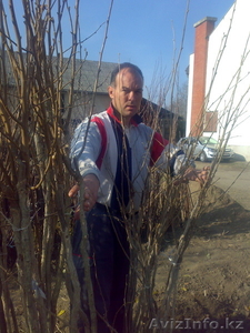 продам саженцы хорошие