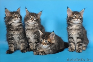 Котята мейн кун из питомника "KUNKITTI ASTANA" - Изображение #1, Объявление #841829