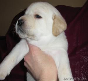 Щенки Лабрадора от чемпионской пары