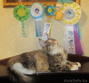 Котята мейн кун из питомника "KUNKITTI ASTANA" - Изображение #3, Объявление #841829