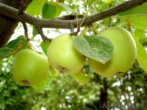 Продам саженцы яблони - Изображение #2, Объявление #889205