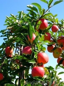 Продам саженцы яблони - Изображение #1, Объявление #889205