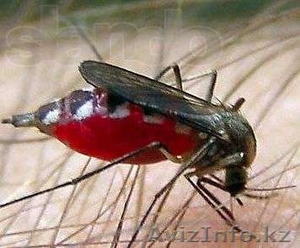 Уничтожение грызунов и насекомых в Астане - Изображение #4, Объявление #918255