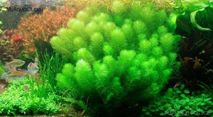Аквариумные растения в большом ассортименте: