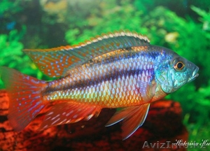 Аквариумные рыбки в большом ассортименте