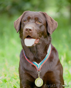 Лабрадор ретривер. Ошейник и поводок в подарок. Жми
