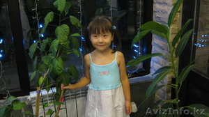 ДОМАШНЫЙ МИНИ САДМИК 