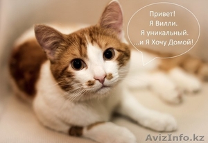 Очаровательный рыжий котик в дар - Изображение #1, Объявление #936013