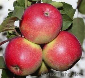 Продаем яблоки производства Польша - Изображение #2, Объявление #966604