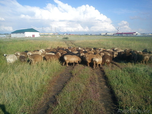 Овцы, бараны молодняк - Изображение #1, Объявление #960498