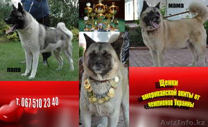 Щенки американской Акиты от чемпионов Украины 