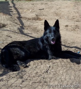 Щенки немецкой овчарки от черных родителей