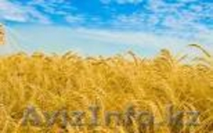 Продам пшеницу и фураж - Изображение #1, Объявление #415448