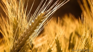 Пшеница 3 класс - Изображение #1, Объявление #975749