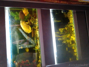 Аквариум с рыбкам - Изображение #3, Объявление #973882