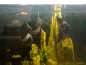 Аквариум с рыбкам - Изображение #2, Объявление #973882