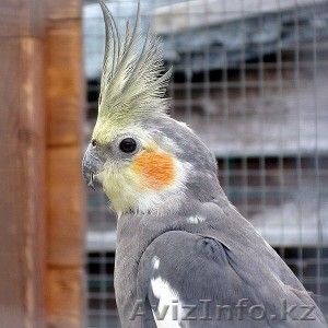 Попугай Корелла