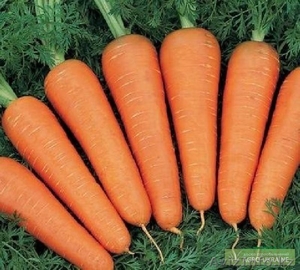 Картофель, морковь оптом - Изображение #1, Объявление #991679