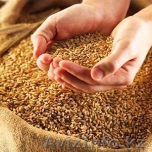 Пшеница мягких сортов - Изображение #1, Объявление #997124