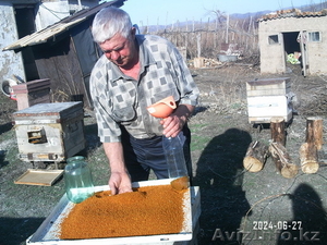 Продам оптом мёд со своей пасеки в Восточном Казахстане  - Изображение #4, Объявление #1025512