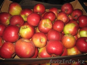 Компания с Польшы продат яблоки - Изображение #1, Объявление #1023323