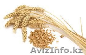 Пшеница 3 класса - Изображение #1, Объявление #1022731