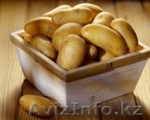 Крестьянское хозяйство продаст картофель оптом - Изображение #1, Объявление #1036985