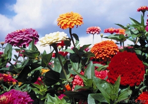 рассада цветов в Астане - Изображение #2, Объявление #1035292